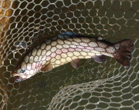 ナイスサイズ連発！ 大安トラウトレイク